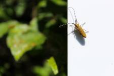 Amandine LAMRI - LAMRI